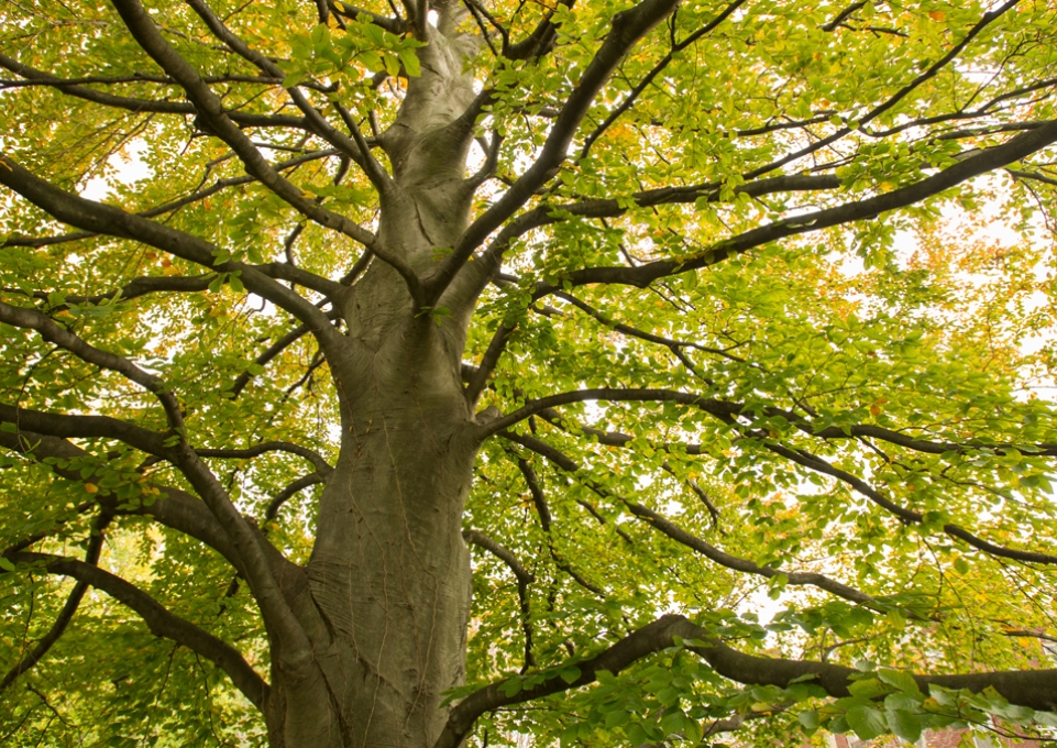 Tree on campus